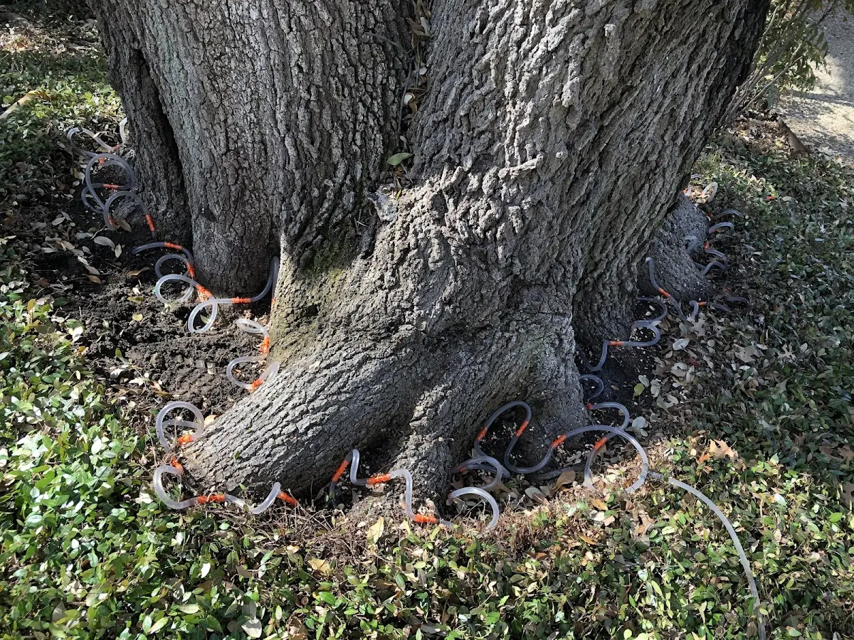 Detailed Tree Cabling and Bracing job site in Dieterich