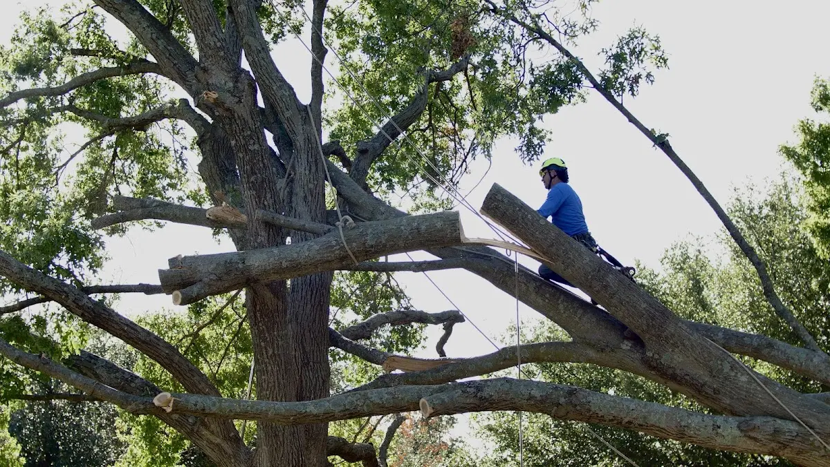 Professional Hazardous Tree Removal performed by certified arborists in Dieterich