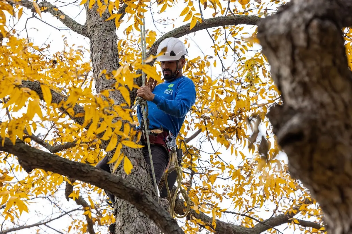Skilled Dead Tree Removal crew working in Dieterich